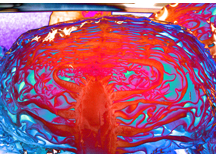 キャベツの肖像 -総合写真展佳作-