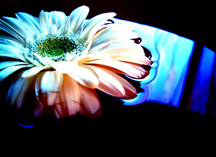 たゆといの午後